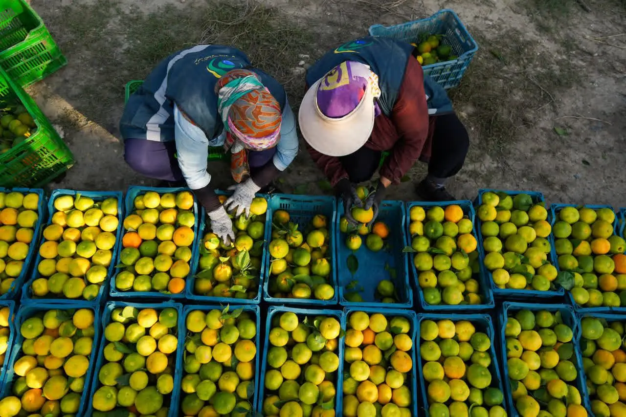 زمین زن زخم