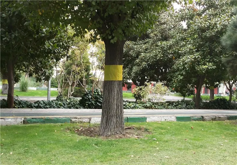 درخت