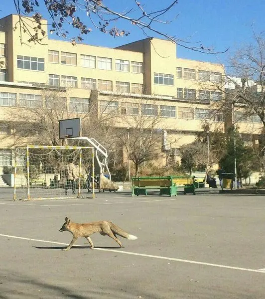 روباه در شهر