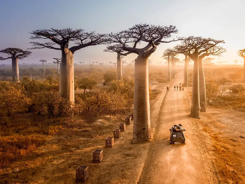 baobab