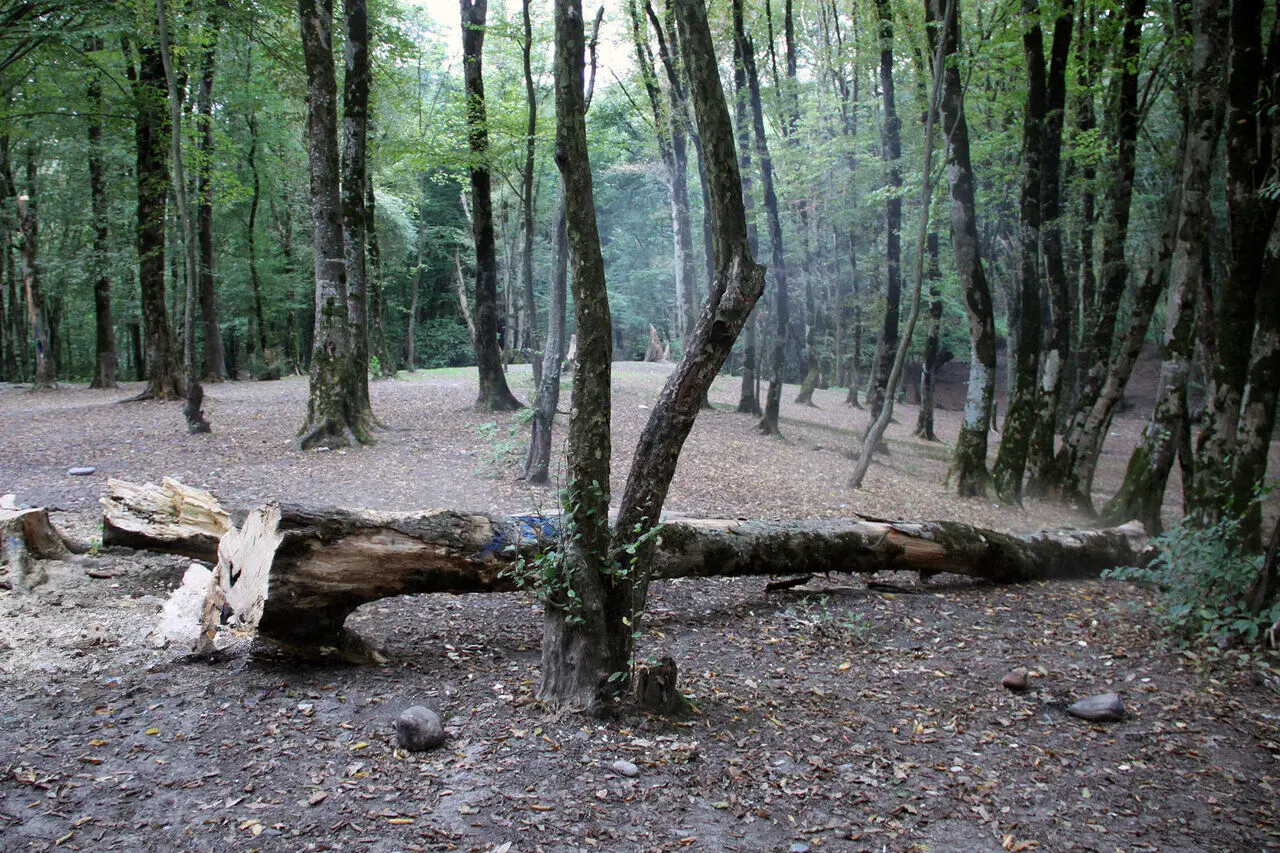 محیط زیست و جنگل ها