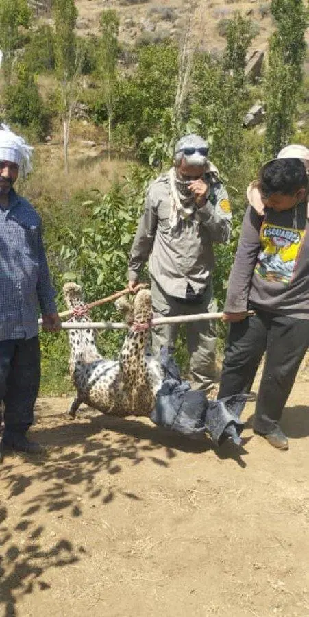 مرگ پلنگ