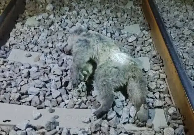 63943312