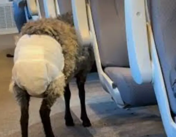 گوسفند با پوشک در مترو