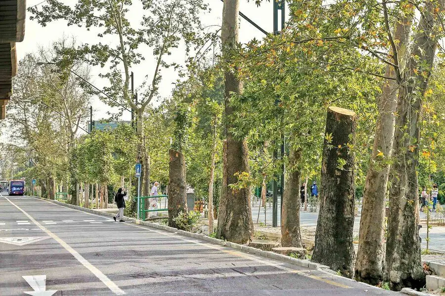 چنارهای ولیعصر