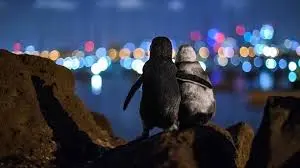 خواستگاری پنگوئن ها