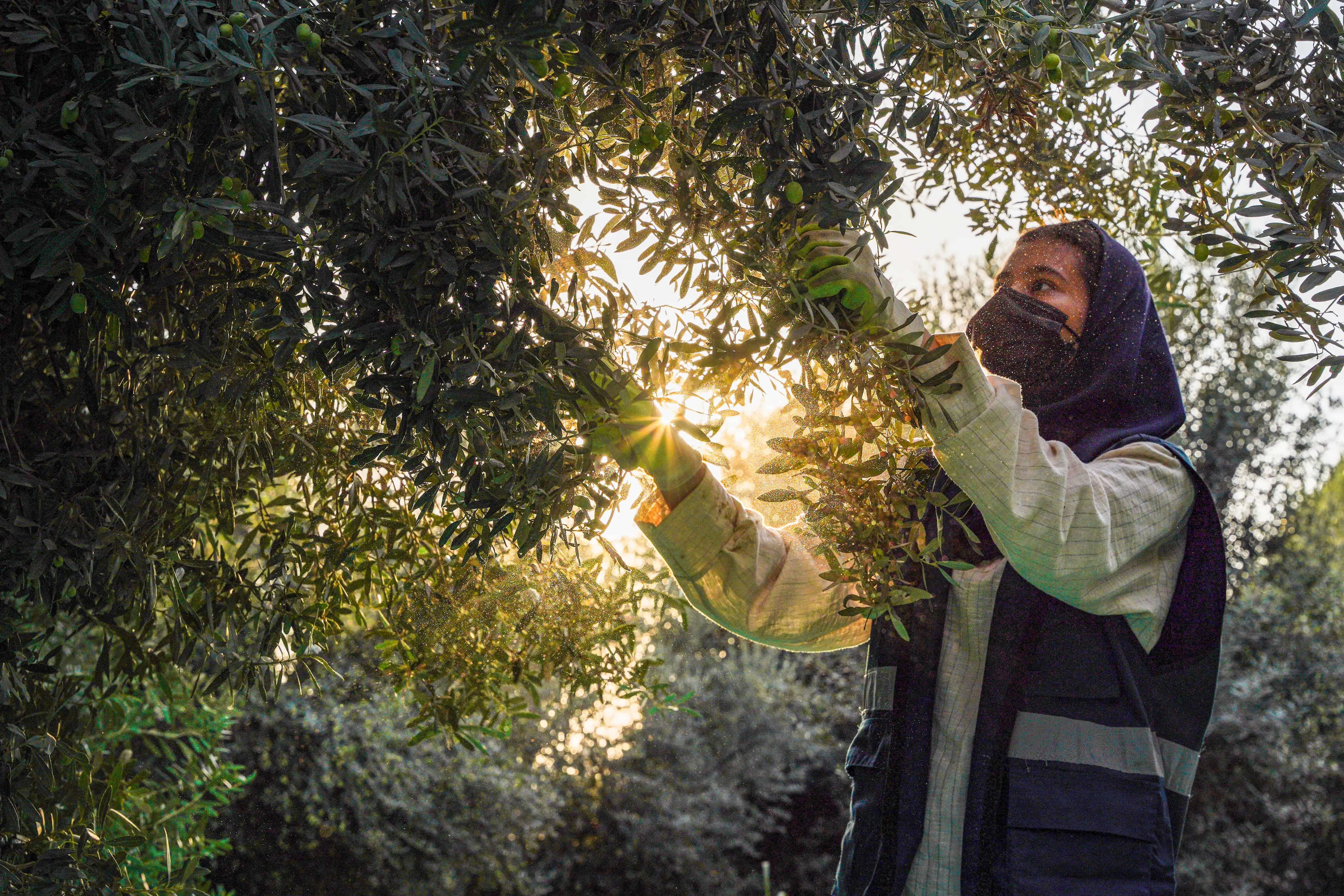 زمین زن زخم