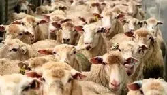 قیمت دام زنده را چه کسی بالا می‌برد؟