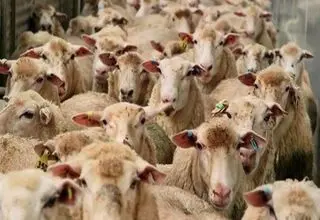 قیمت دام زنده را چه کسی بالا می‌برد؟