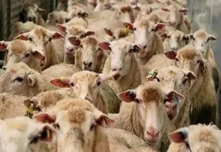 قیمت دام زنده را چه کسی بالا می‌برد؟