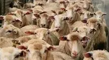 قیمت دام زنده را چه کسی بالا می‌برد؟