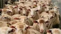 قیمت دام زنده را چه کسی بالا می‌برد؟