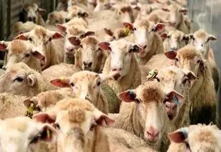 قیمت دام زنده را چه کسی بالا می‌برد؟