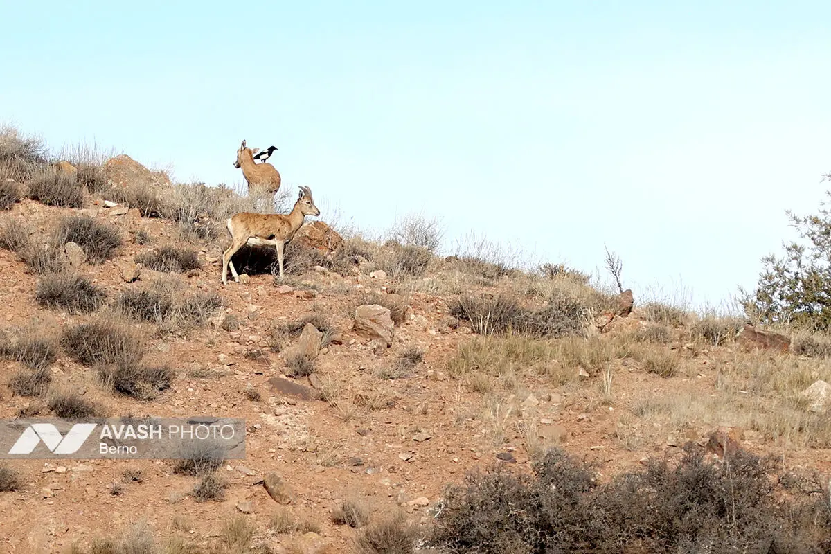 سرشماری پاییزه پارک ملی گلستان
