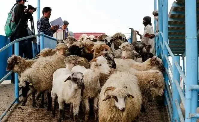 سقف و کف قیمت دام زنده اعلام شد (۱۲ مرداد ۱۴۰۴)