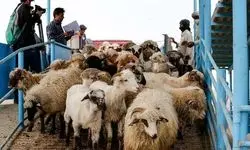 سقف و کف قیمت دام زنده اعلام شد (۱۲ مرداد ۱۴۰۴)