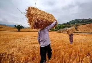 پرداخت ۲۳ تا ۲۴ درصد مطالبات گندمکاران