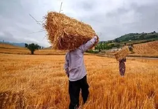 پرداخت ۲۳ تا ۲۴ درصد مطالبات گندمکاران