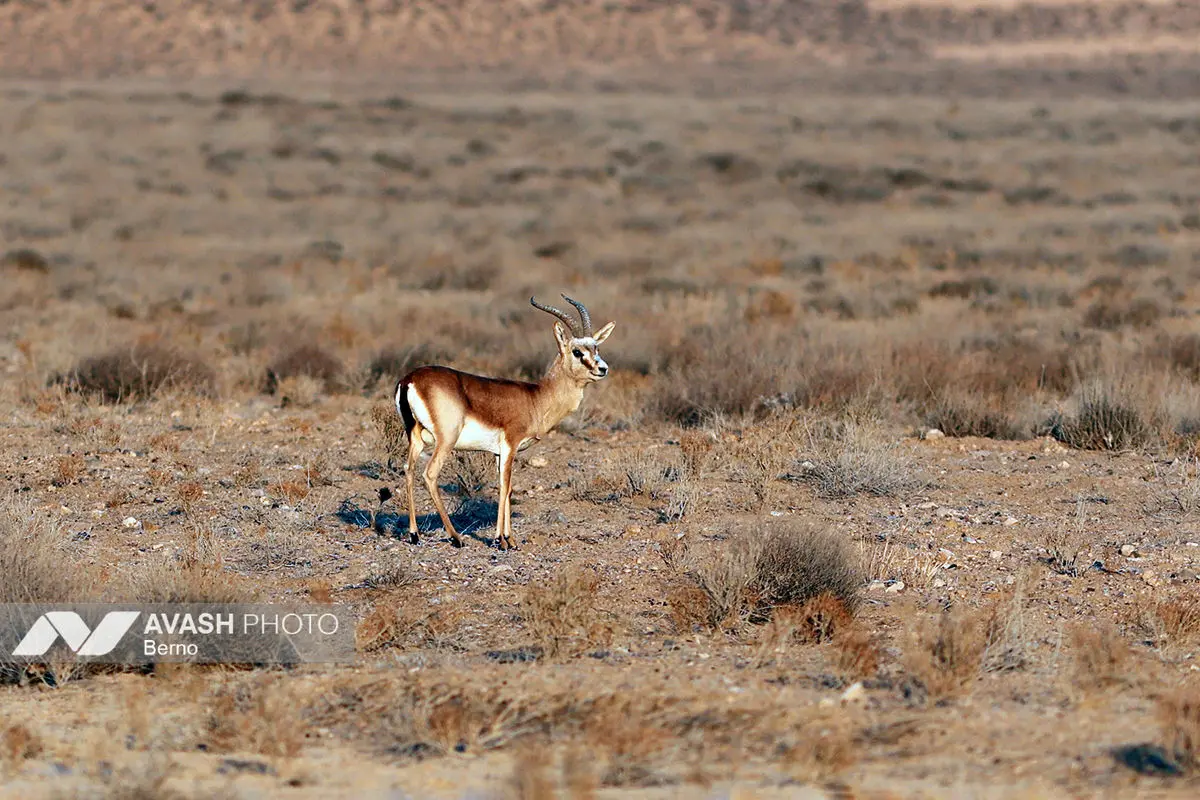 سرشماری پاییزه پارک ملی گلستان