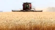قیمت گندم وارداتی بالای ۳۵ هزارتومان است