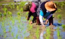 کشت دوم برنج در شمال ایران؛ سود کوتاه‌مدت، زیان بلندمدت