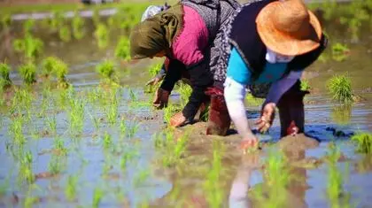 کشت دوم برنج در شمال ایران؛ سود کوتاه‌مدت، زیان بلندمدت