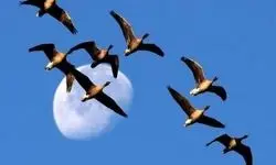 قصه پرندگان مهاجر در دنیای انسان‌ها