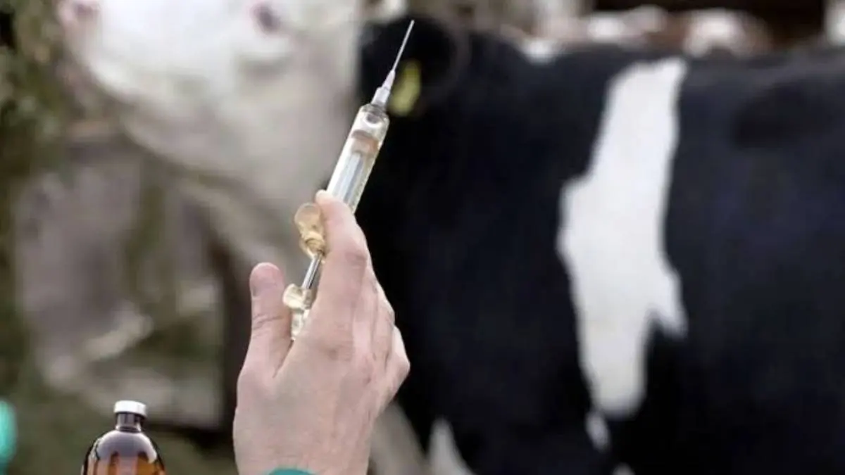 قرنطینه دام در بدو ورود به دامداری اجتنابناپذیر است