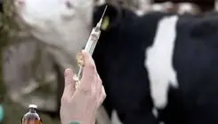 قرنطینه دام در بدو ورود به دامداری اجتناب‌ناپذیر است