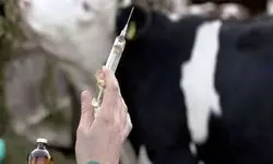 قرنطینه دام در بدو ورود به دامداری اجتناب‌ناپذیر است