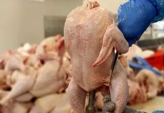 صادرات مرغ در دستور کار قرار گرفت