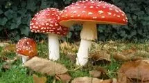 مسمومیت بیش از  ۸۴ نفر  بر اثر مصرف قارچ سمی