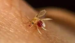 ابتلای ۴۸۰۰ نفر به بیماری سالک در کشور