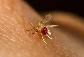 ابتلای ۴۸۰۰ نفر به بیماری سالک در کشور