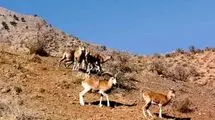 همکاری محیط زیست تهران و دامپزشکی برای پایش بیماری‌های حیات وحش