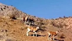 همکاری محیط زیست تهران و دامپزشکی برای پایش بیماری‌های حیات وحش