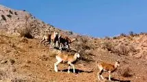همکاری محیط زیست تهران و دامپزشکی برای پایش بیماری‌های حیات وحش