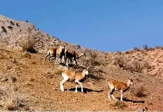 همکاری محیط زیست تهران و دامپزشکی برای پایش بیماری‌های حیات وحش