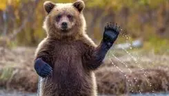 حرکت خطرناک و جنجالی برای غذا دادن و نوازش یک خرس در خیابان!