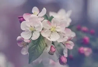 در باز شد و گل آمد، مسئول عزیز خوش آمد