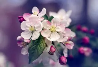 در باز شد و گل آمد، مسئول عزیز خوش آمد