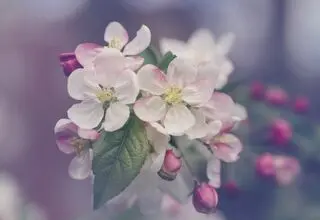 در باز شد و گل آمد، مسئول عزیز خوش آمد
