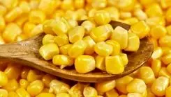 آغاز ثبت‌سفارش جدید ذرت دامی و جو از شنبه ۲۵ بهمن