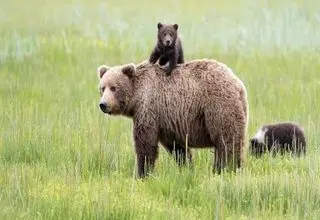 گردش خرس قهوه‌ای مازندران و توله‌هایش بعد از خواب زمستانی