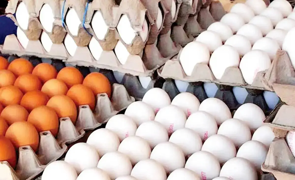 قیمت رسمی تخم مرغ اعلام شد (۲۲ آذر ۱۴۰۴)