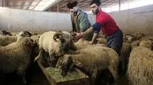 دام زنده گران شد؛ جدول قیمت به تفکیک هر استان
