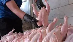 نرخ هر کیلو مرغ زنده بین ۲۵۰ تا ۲۶۰ هزار تومان؛ ضرر تولیدکنندگان با ادامه روند فعلی