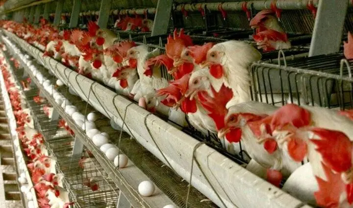 چرا مرغ ۱۰۵ هزارتومانی به قیمت ۹۵ هزارتومان به فروش میرسد؟