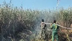 عامل آتش‌سوزی تالاب انزلی دستگیر شد