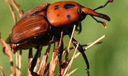 گردش مالی ۲ میلیارد دلاری خرما
